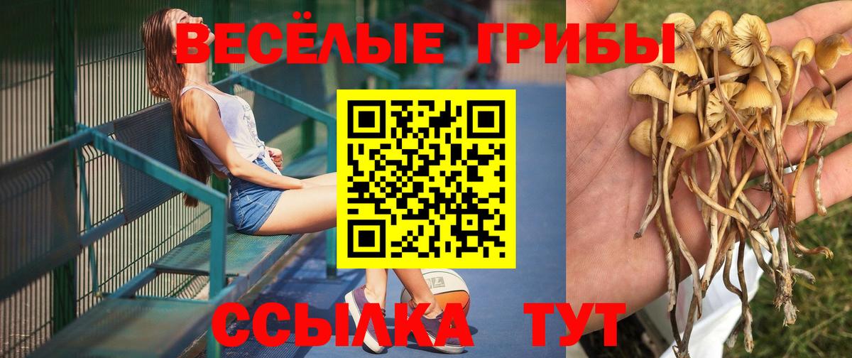 Галлюциногенные грибы Psilocybine cubensis Гурьевск